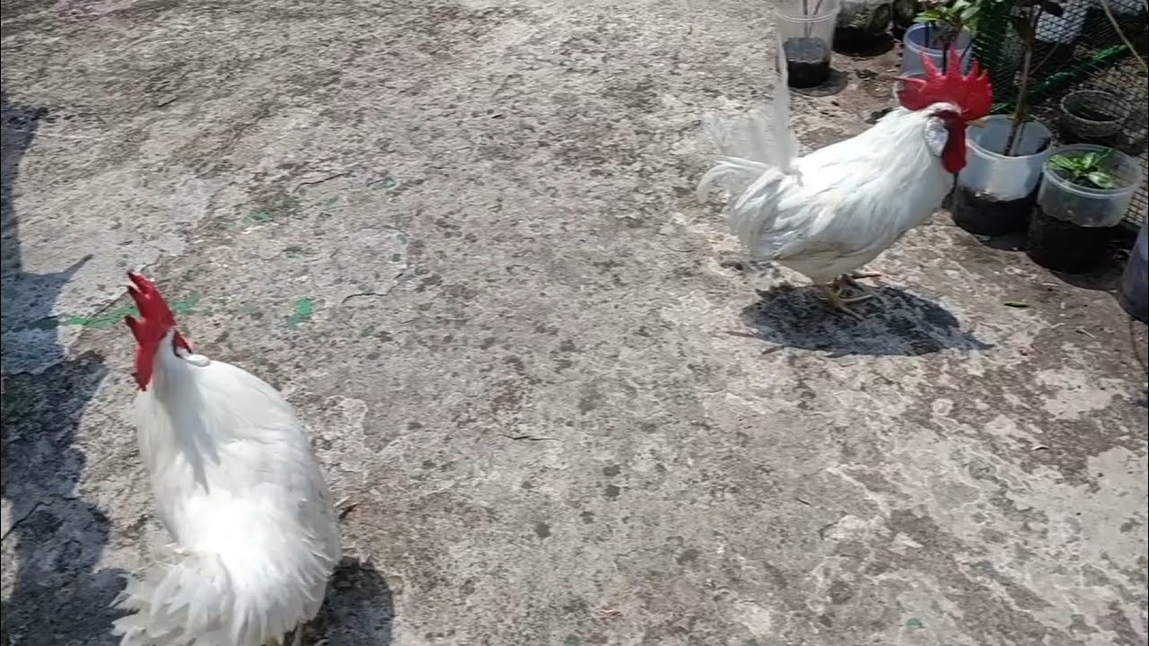 Cute Jimi And Zuni 🥰 Ki Cute Harkate ☺️😂|Desi Murga Vlog|Pet Vlog @sonilifevlogsofficial #chicken 
