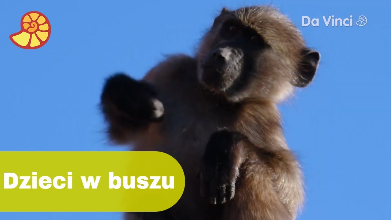 Dzieci w buszu🌲 | Siyaya | Da Vinci TV Polska