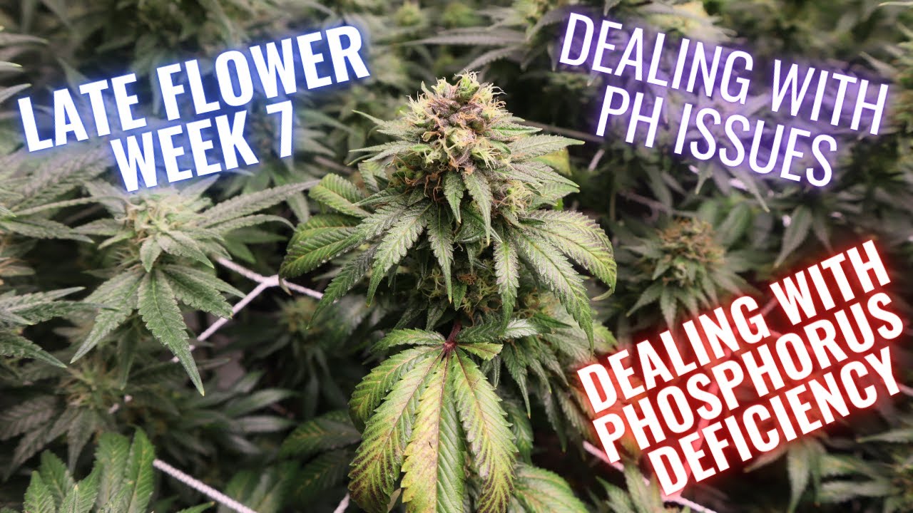 WEEK 7 FLOWER AND DEALING WITH PHOSPHORUS DEFICIENCY AND PH ISSUES