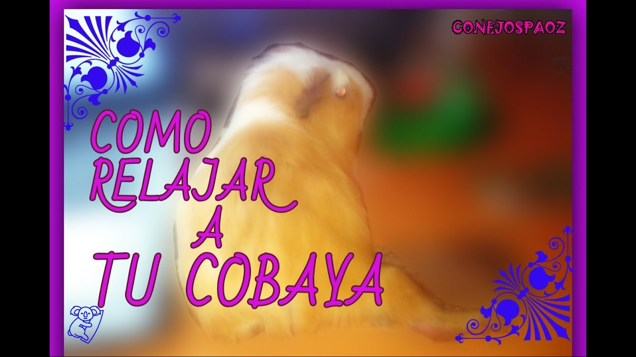 como RELAJAR a un cobaya - CUIDADOS DE LOS COBAYAS