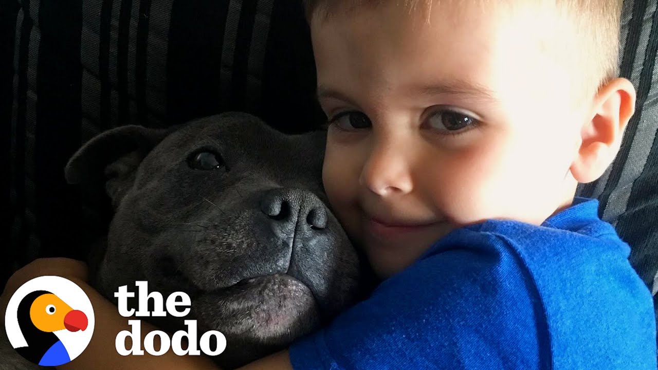 A Tribute To A Boy And His Very Best Friend ❤️ | The Dodo