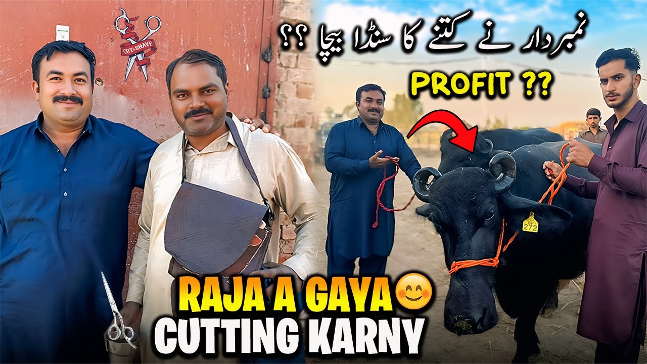 Aj Raja a Gaya Sub Ki Cutting karny ✂️ | لو جی نمبردار نے آج پھر سنڈا فروخت کر دیا