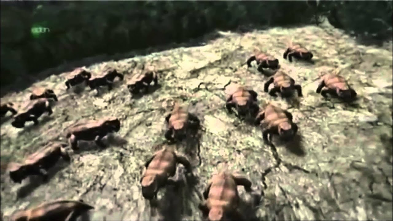 Permian Extinction 2 (The Great Dying)