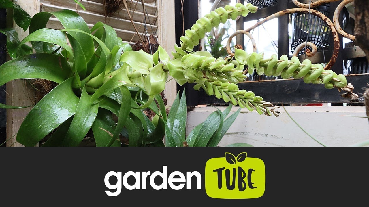 The Orchid House Tour