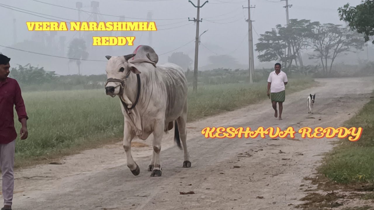 SSR BULLS🔥VEERA NARASHIMHA REDDY🔥బోరెడ్డి కేశవరెడ్డి 