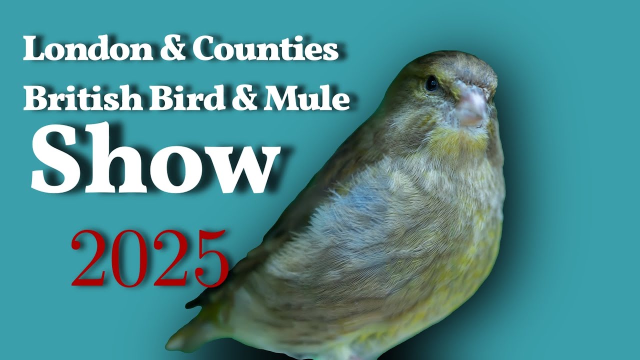 LONDON & HOME COUNTIES BRITISH BIRD & MULE CLUB SHOW 2025