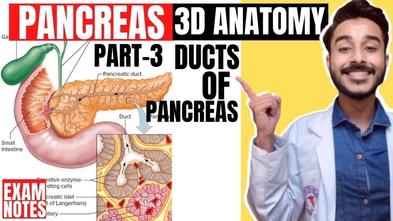 ducts of pancreas anatomy 3d | pancreatic duct anatomy | nerve and blood supply of pancreas anatomy