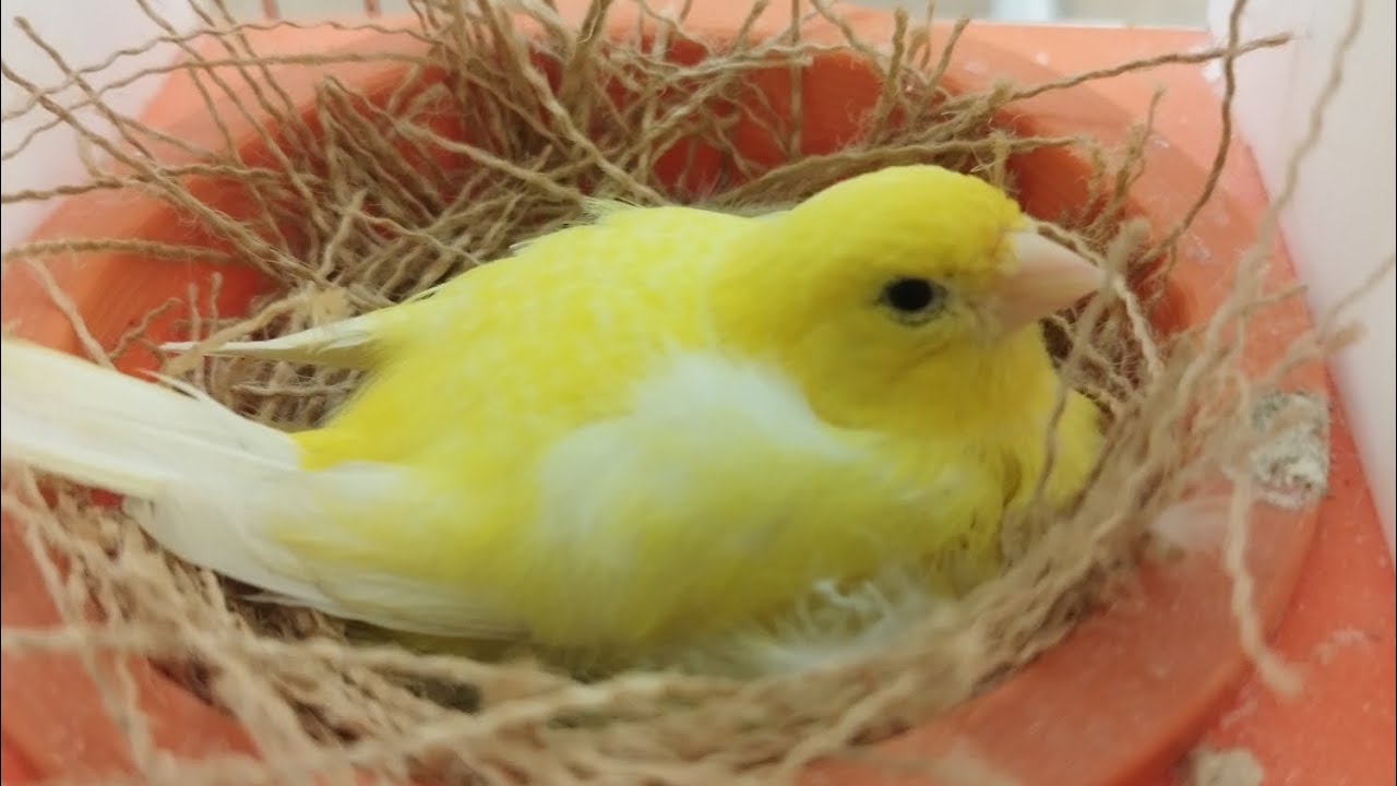 reproduction 2024 de mon élevage de canaris 😁