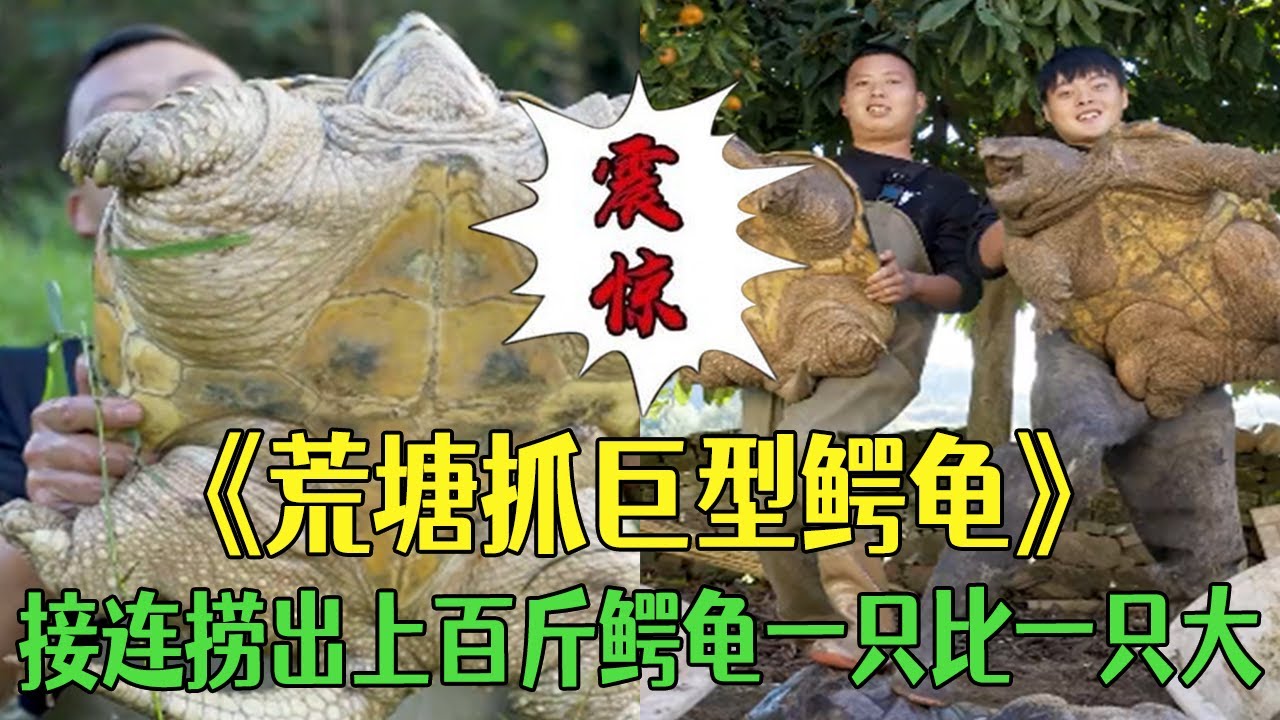 荒塘裏面接連抓出巨型鳄龜，壹只比壹只大太罕見了#小飛哥#戶外 #三農 #我要上熱門 #新農人計劃2026#農村生活