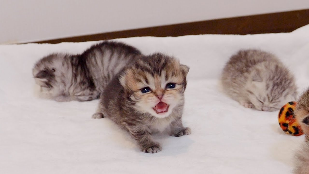 Когда котята голодны, они мяукают и ищут свою маму!