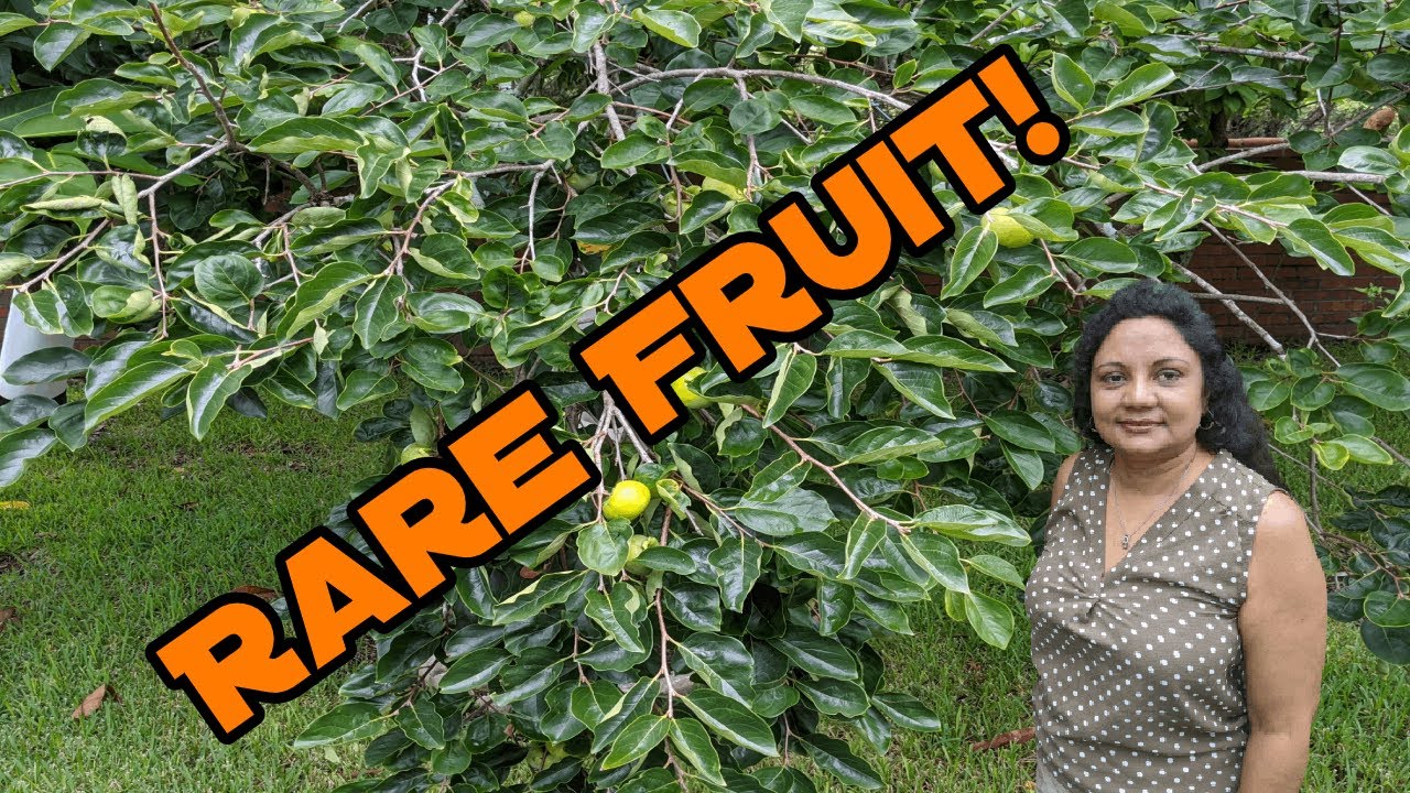 Asian Fruit: Persimmon Tree Grown in Florida