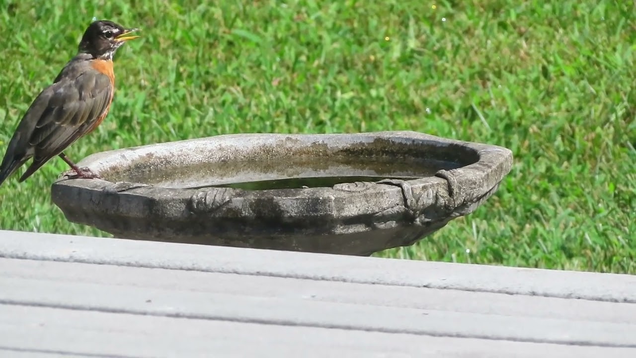 Summer Sights | Bird Bath Watching | Robin