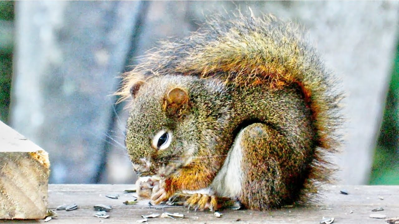 Red Squirrels Dispense Harsh Justice