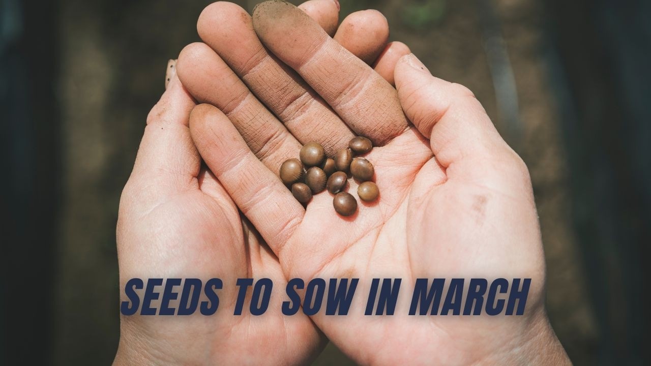 Sow These Seeds NOW: Southern Arizona Spring Planting Series