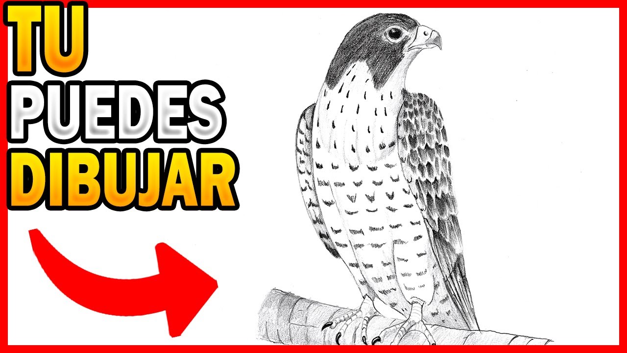 🥇 como 🅳🅸🅱🆄🅹🅰🆁 un HALCON peregrino paso a paso ✅ Dibujo de un Halcón REALISTA a lápiz
