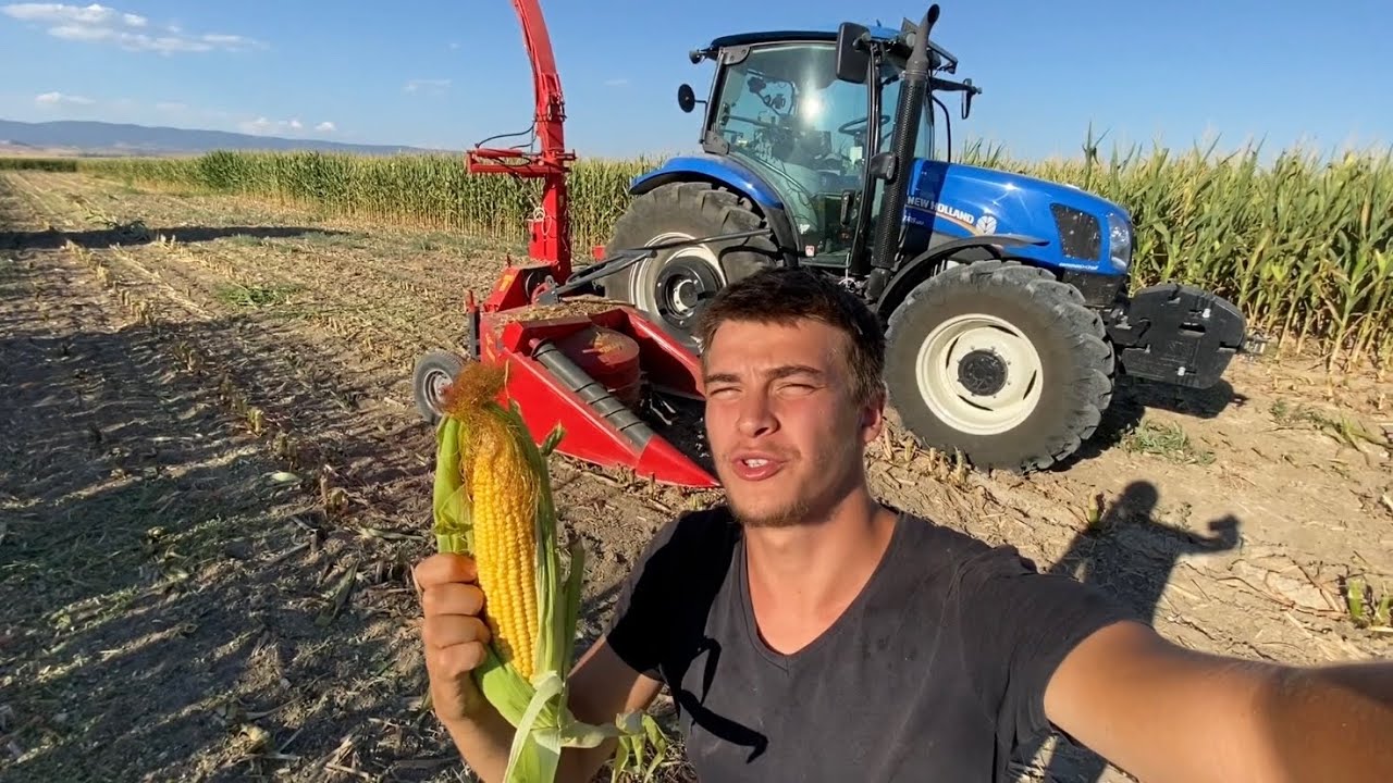 Kuyuda su bitti mısırı biçmek zorunda kaldık! Tanelik silajı