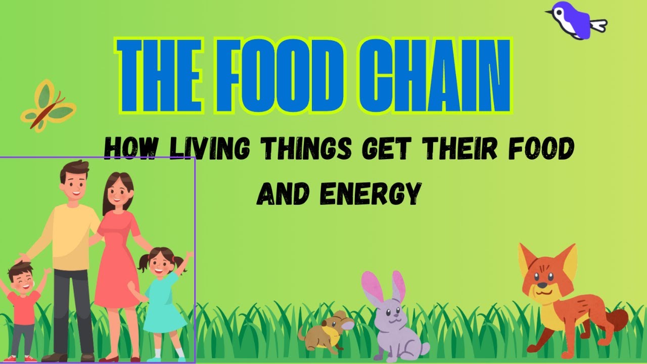 The Food Chain explained- updated version