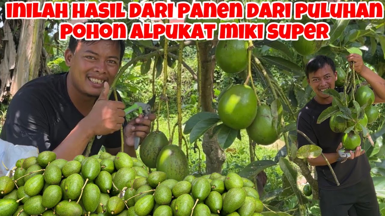 INILAH HASIL PANEN DARI PULUHAN POHON ALPUKAT MIKI SUPER‼️085604975284