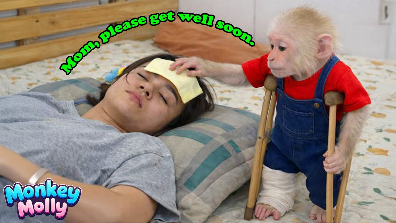 A Week of Challenges and Love as Monkey Molly Cares for Her Sick Mom