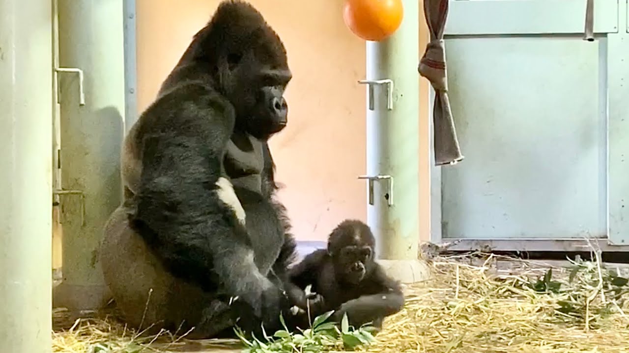 父と息子、お互い興味はあるけど...⁉︎⭐️ゴリラ gorilla【京都市動物園】Dad and son are interested in each other but can't play yet