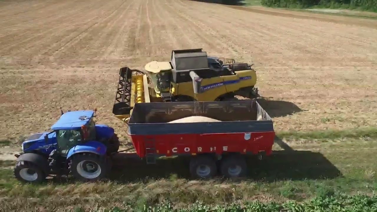 Moisson de pois protéagineux 2025