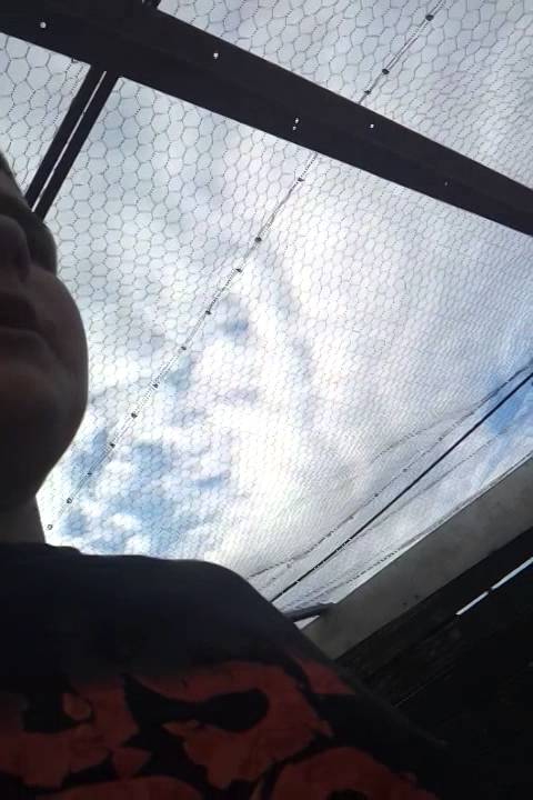 Elevage de faisan/conseil