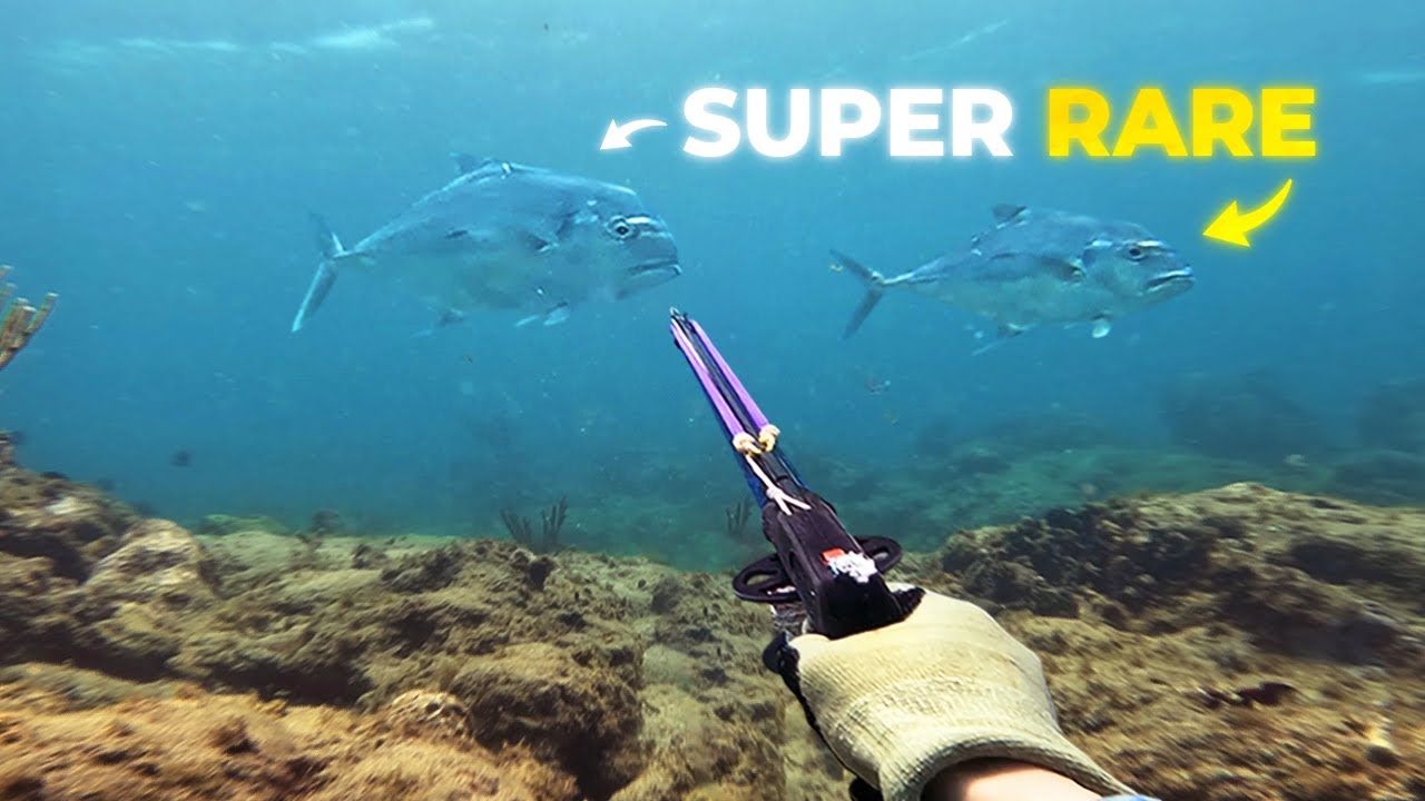 These SUPER RARE Fish Appeared Out of Nowhere... (Spearfishing St. Lucia)