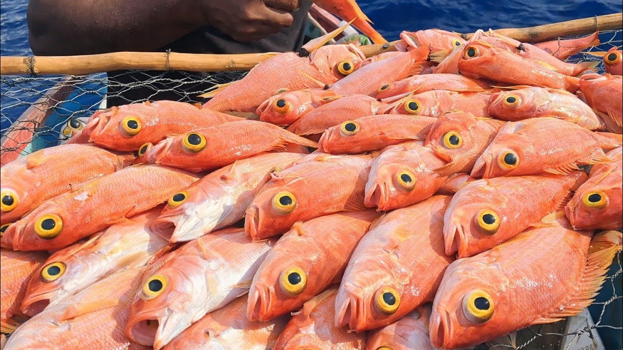 “Red Snapper JACKPOT! Trap Was Loaded 🇯🇲🔥”