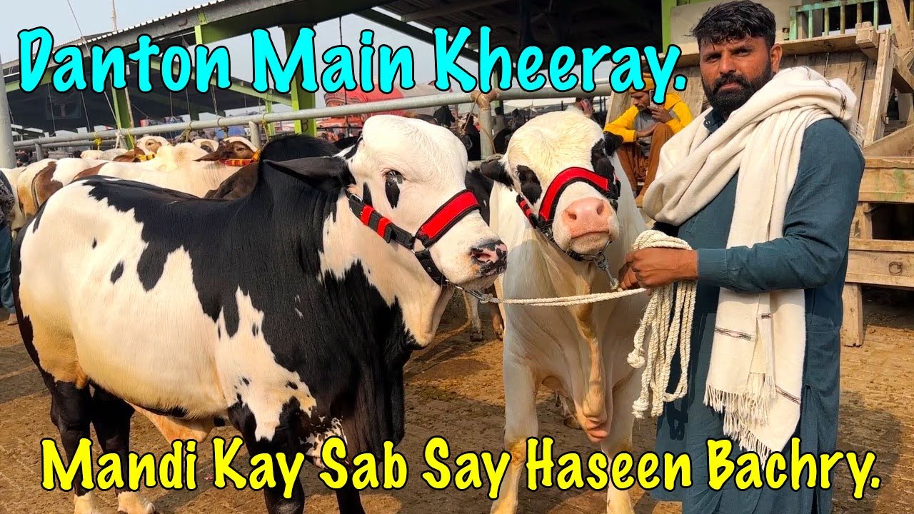 02 Panda Beauties | Multan Mandi Kay Sab Say Haseen Bachry |