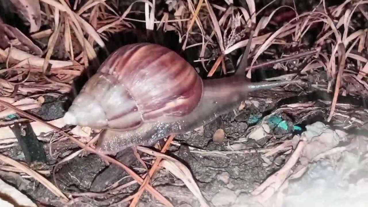 The Magic of Rain: A Snail's Perspective