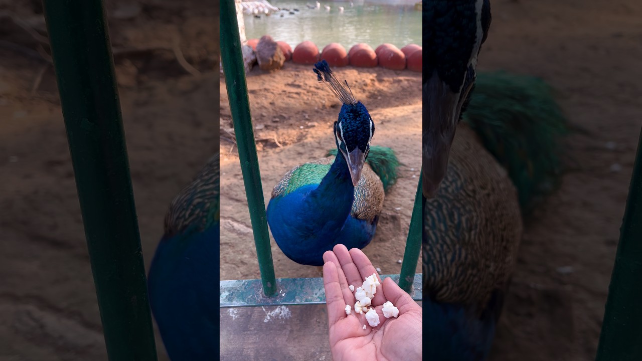 AMAZING Day with Exotic Birds | Inside the Aviary | 