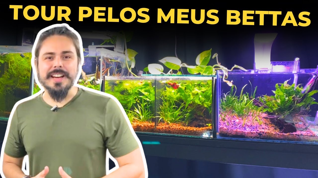 🔴MINI TOUR PELOS MEUS AQUÁRIOS DE BETTAS |Mr. Betta|