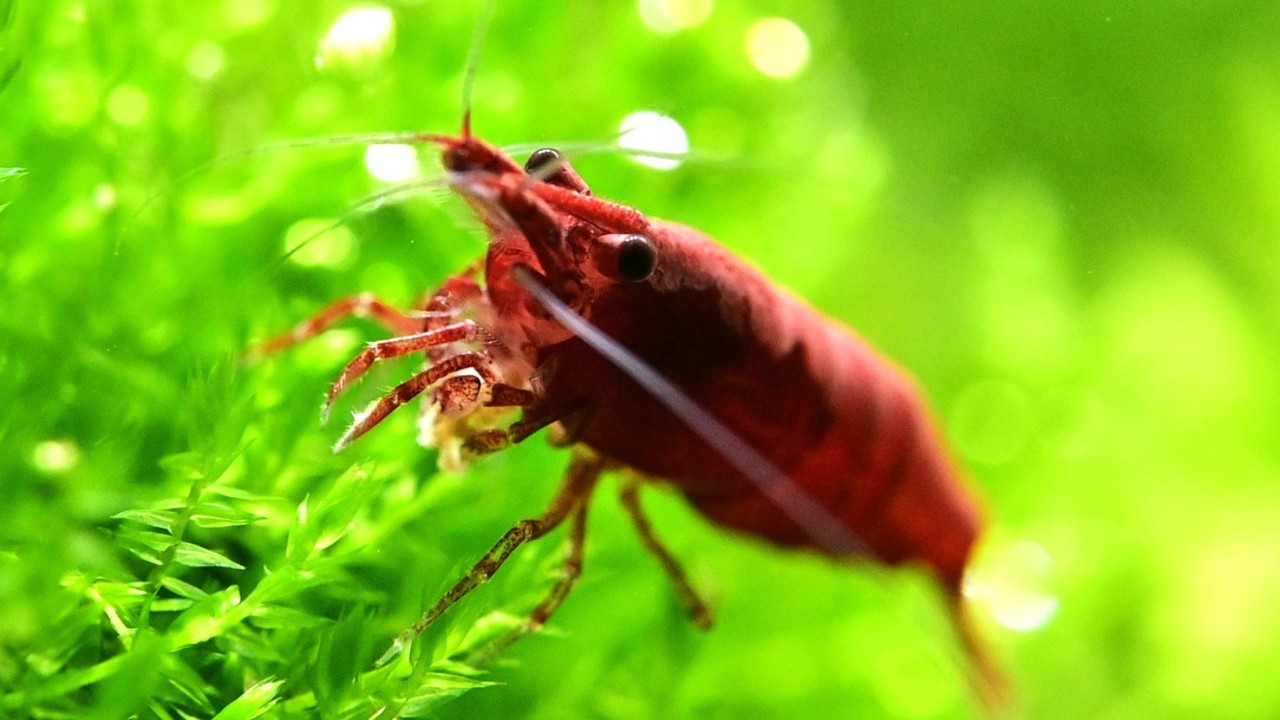 Red & White Shrimp Co. - 4K Macro Shrimptank: 20g Wild & 40g RCS