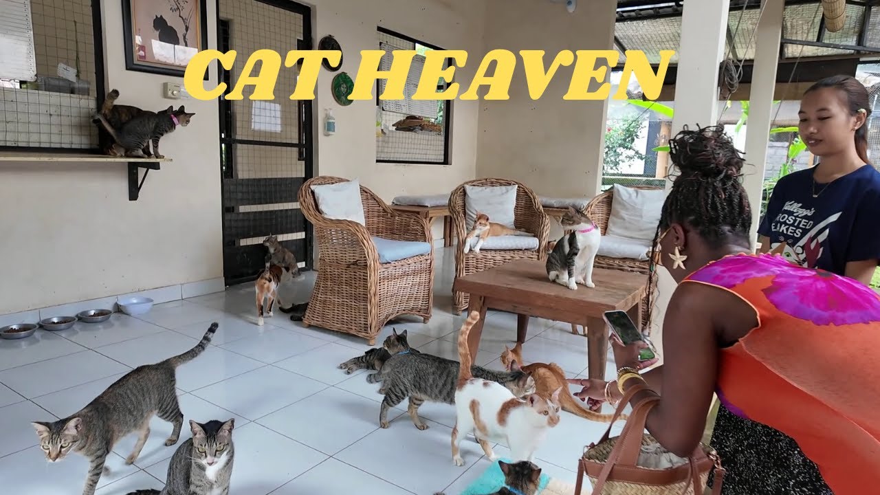Ubud’s Magical Cat Rescue Centre 2025 – Meet the Feline Rescuers