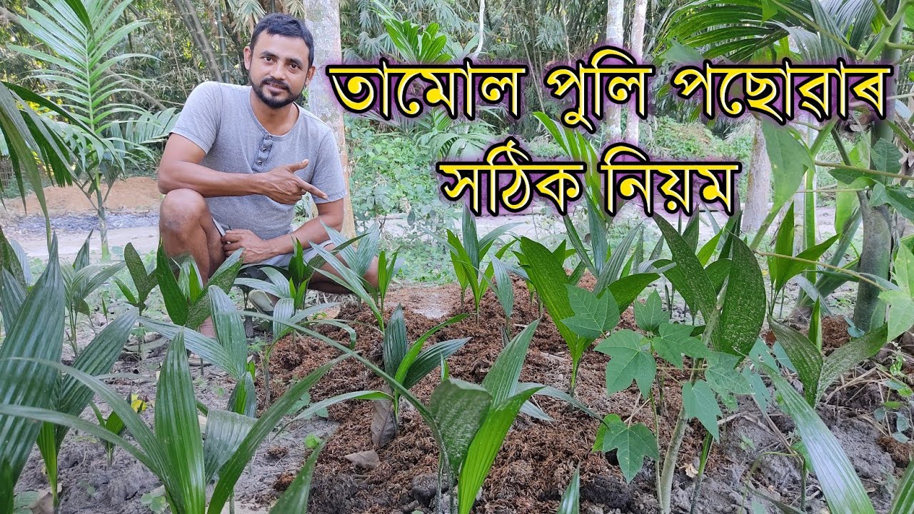 তামোল পুলি পচুৱাৰ নিয়ম । tamul puli