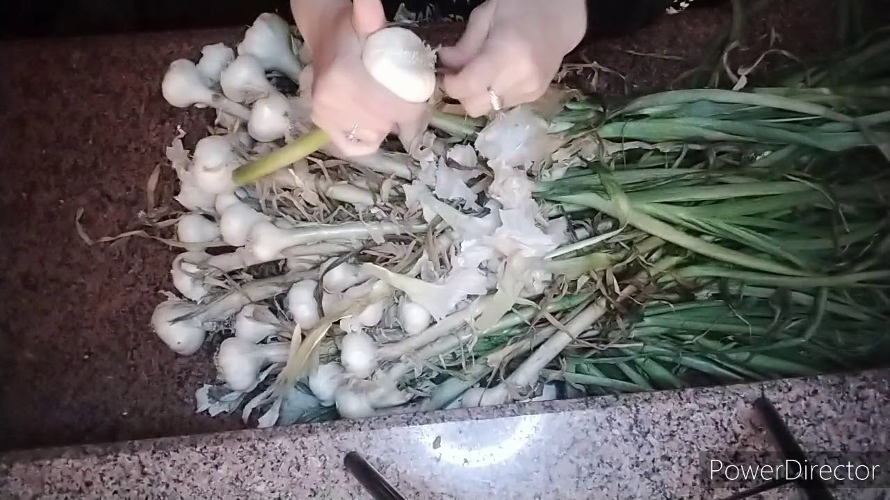 تخزين الثوم من السنه للسنه 🤗