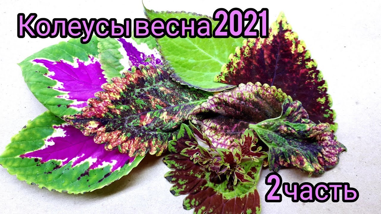 Видеокаталог коллекции колеусов. Часть II.