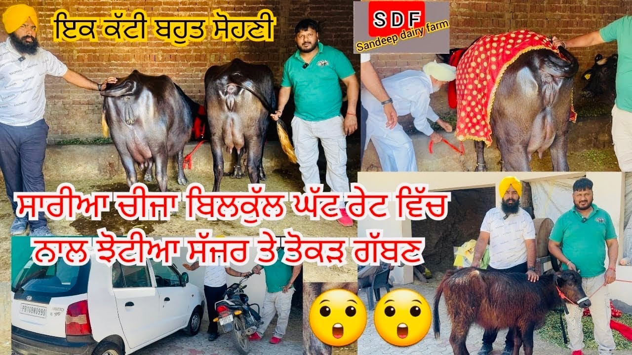 21 March 2025 ਫੋਨ 88726-25483 👈 6-7 ਝੋਟੀਆ ਵਿਕਾਊ ਨਾਲ ਤੋਕੜ ਗੱਬਣ ਜਰੂਰ ਦੇਖੋ ਤੇ ਇੱਕ ਕੱਟੀ ਬਹੁਤ ਸੋਹਣੀ  😲😲🤏