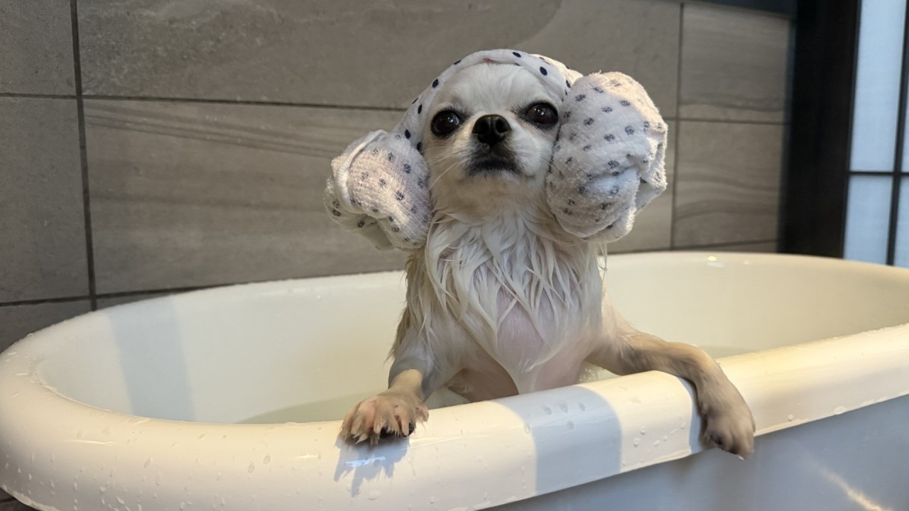 【密着#20】愛犬チワワの誕生日を祝ったら至れり尽くせりだった
