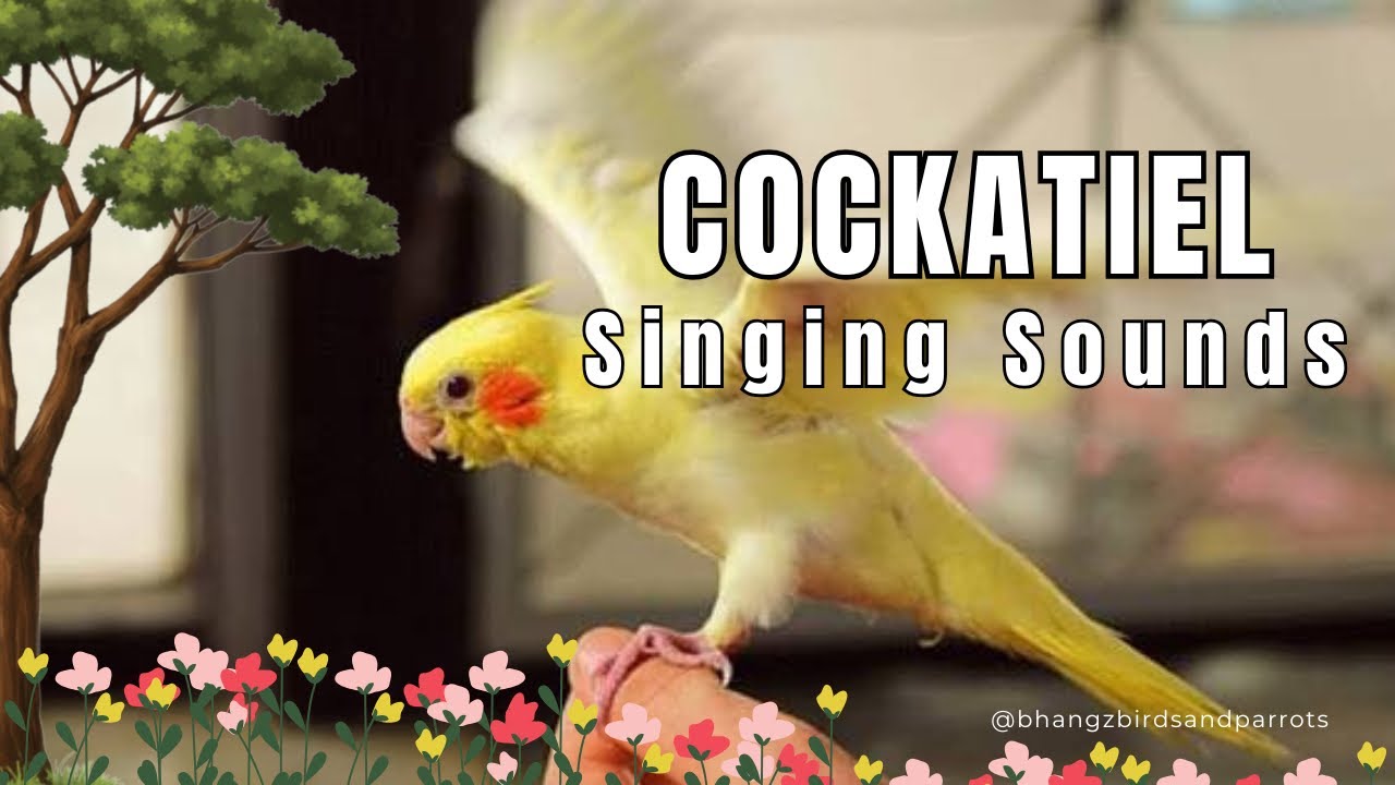 COCKATIEL SOUNDS #cockatiel #cockatielbird #cockatielsinging 