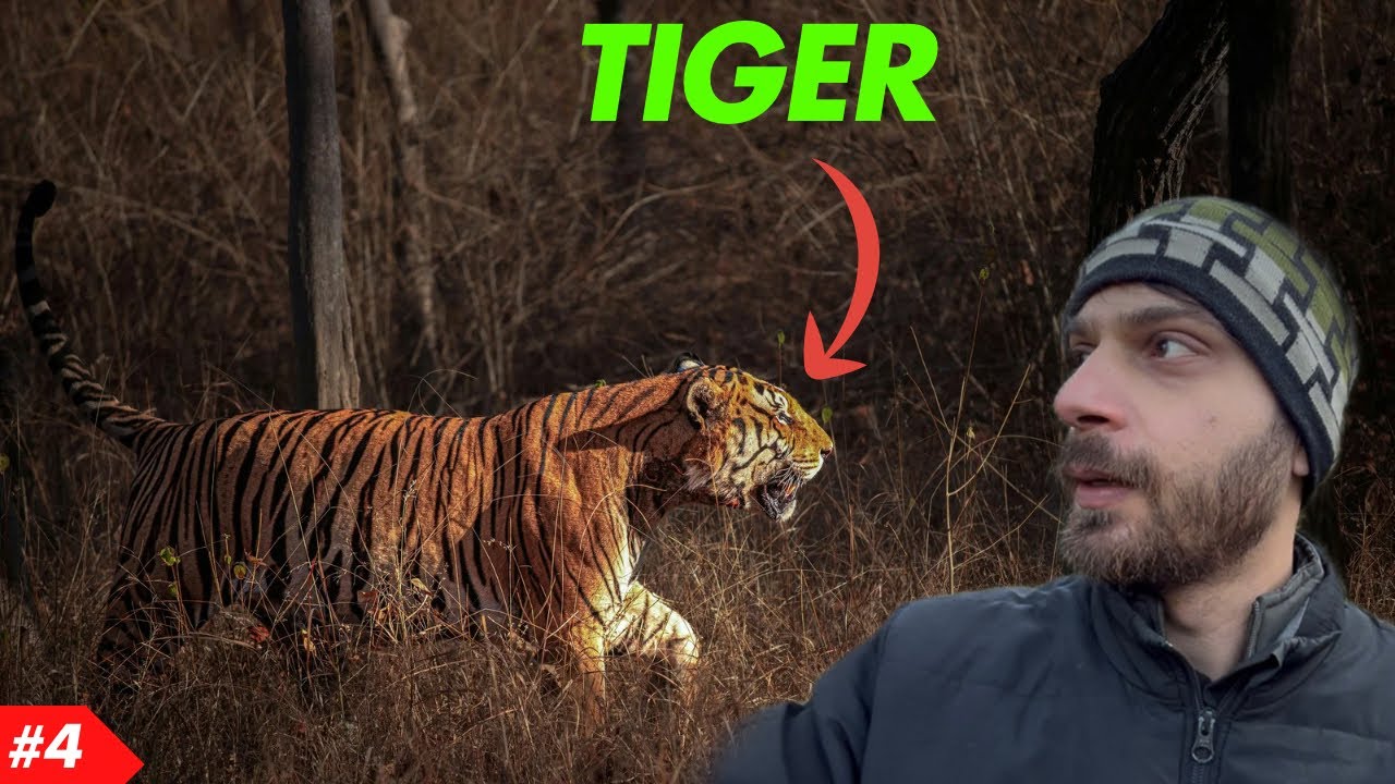 Close Encounter with Tiger in Dhikala Forest | Jim Corbett National Park | Dhikala Jungle Safari 