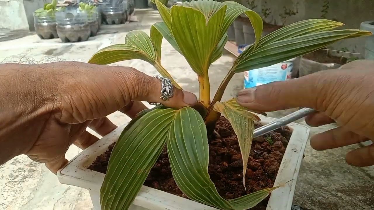 Merawat tanaman bonsai kelapa  biar tetap kerdil 