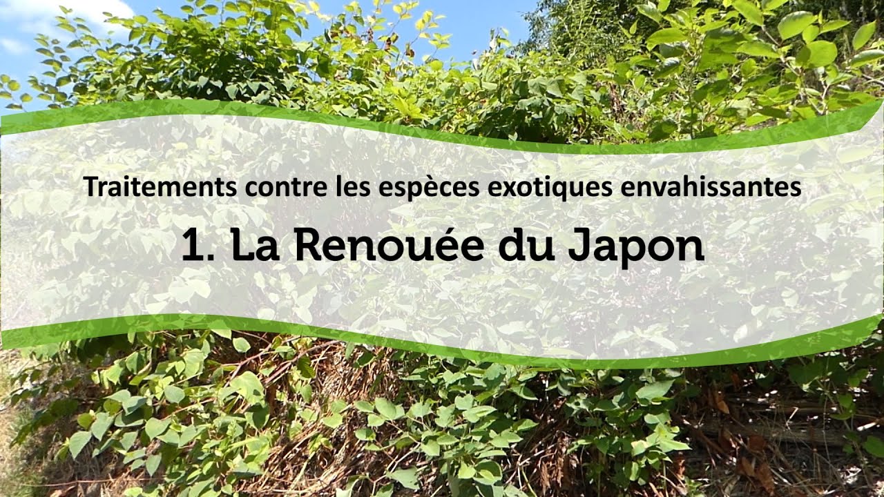 Traitements contre les espèces exotiques envahissantes : La Renouée du Japon