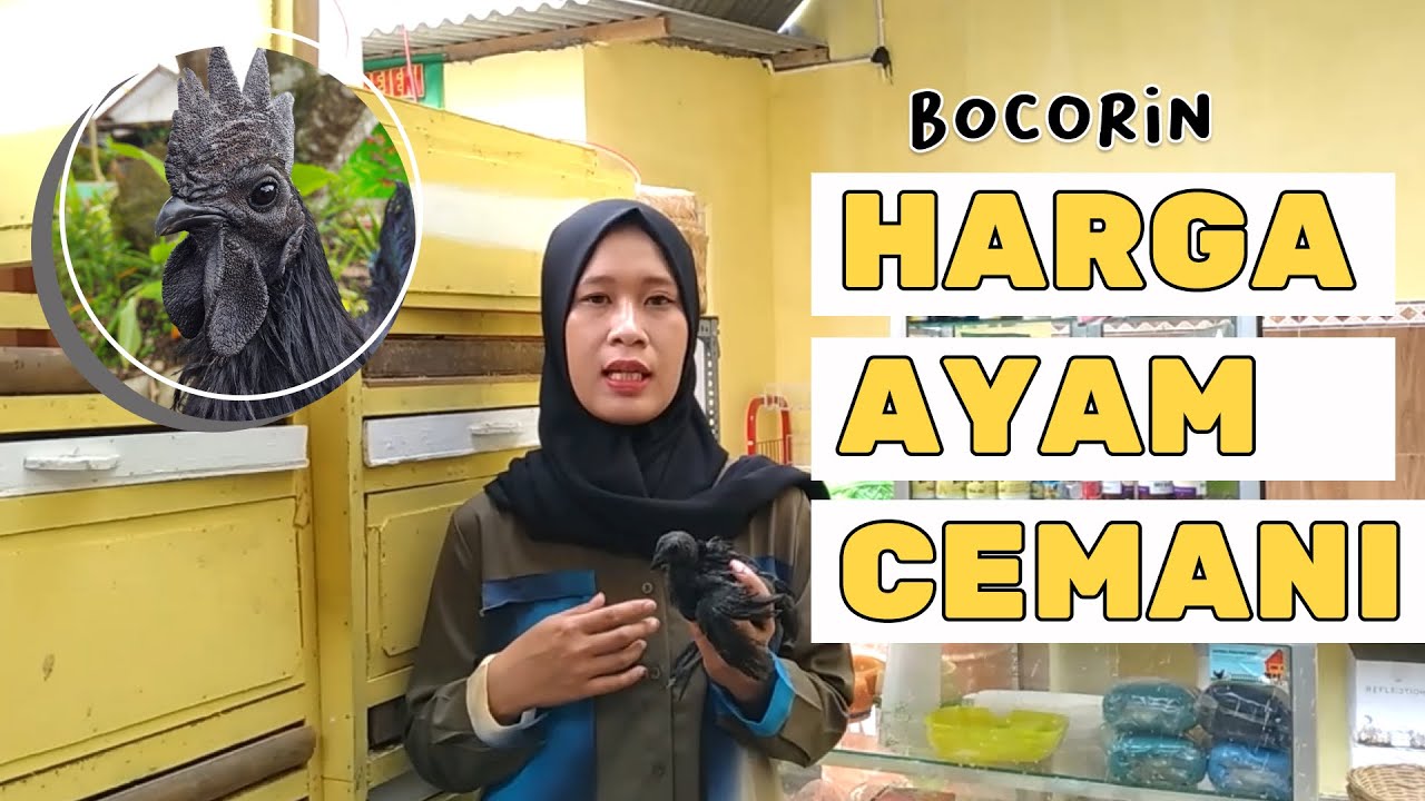 HARGA AYAM CEMANI || PRICE OF BLACK CHICKEN
