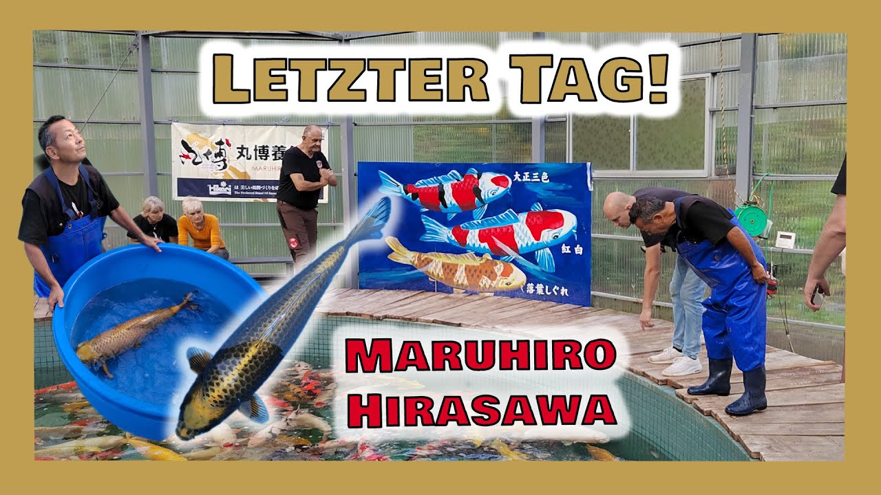 Letzter Tag bei Hirasawa und Maruhiro | Japanreise 2024 | Koi Bauer | Tag 9