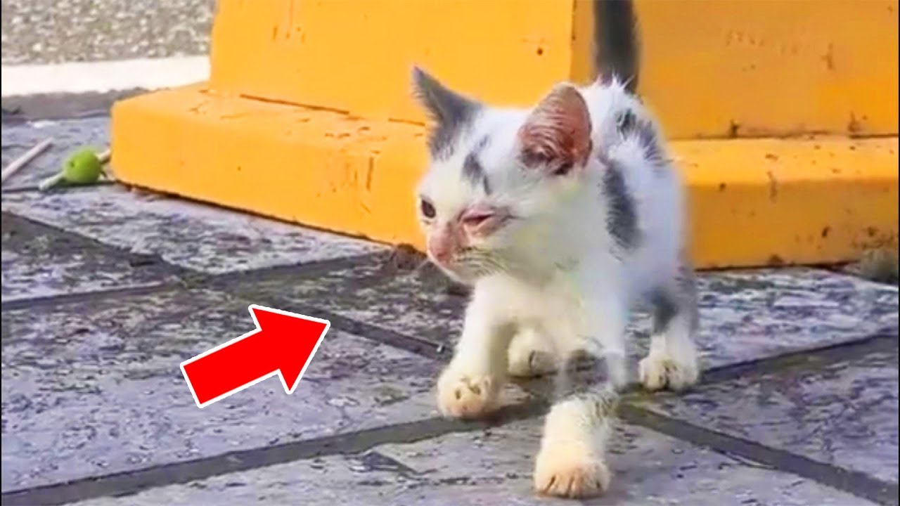 This Kitten Was Too Weak to Cry and Just Stood There Waiting to Die