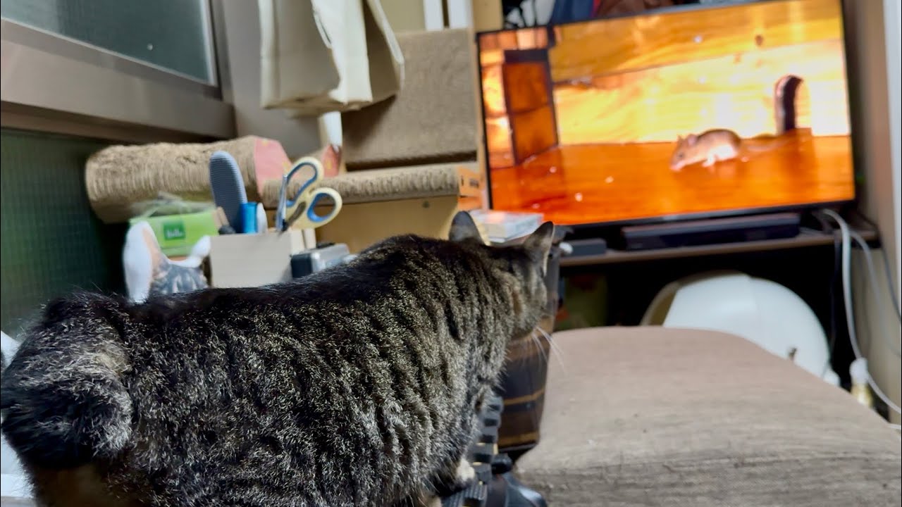 ネズミの動画に血が騒ぐ