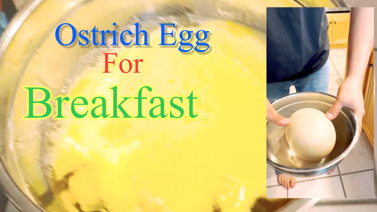 Ostrich Egg for Breakfast#egg#ostrich