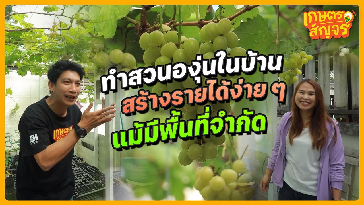 ทำสวนองุ่นในบ้านจัดสรร สร้างรายได้ง่าย ๆ แม้มีพื้นที่จำกัด | เกษตรสัญจร