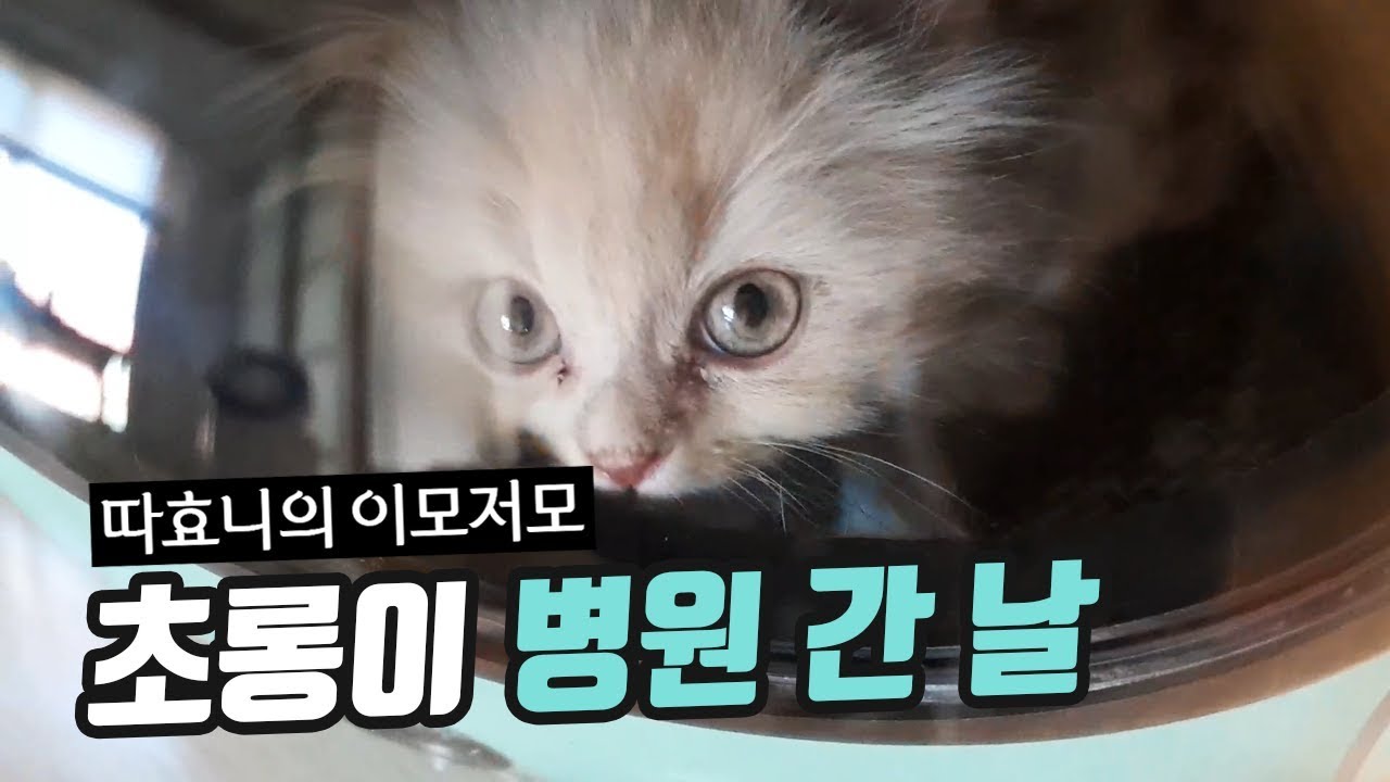 왁자지껄한 따벤져스 일상! 초롱아 아프지마ㅠㅠ - 따효니의 이모저모